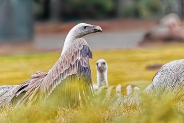 Weissrückengeier beim Mittagstisch von Detlef Schöler Fotografie