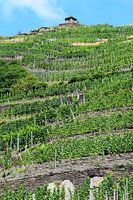 Steep terraced vineyards on hills of Ahr valley - green vines