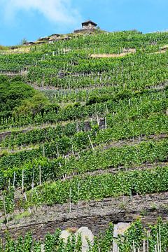 Steile terrassen wijngaarden op heuvels van Ahr vallei - groene wijnranken van Studio LE-gals