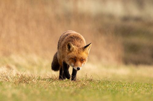 entlang der Uferpromenade.