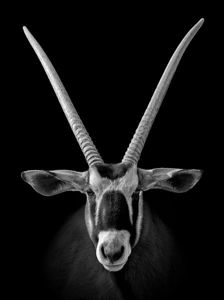 Oryx africain (antilope) par Chihong