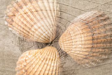 Schelpen op hout in natuurlijke kleuren van Lisette Rijkers