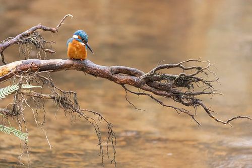 Kingfisher in its natural environment by Ina Hendriks-Schaafsma