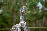 Émeu excentrique dans un parc naturel