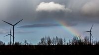 Regenboog