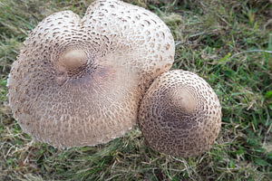Mushrooms 3