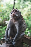 Singe à longue queue (Macaca fasciularis)