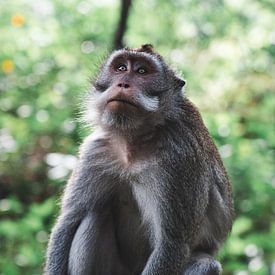 Long-Tailed Monkey (Macaca fasciularis) van vdlvisuals.com