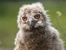 European Eagle Owl by Loek Lobel