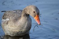 Foeragerende grauwe gans van Frank Heinen thumbnail