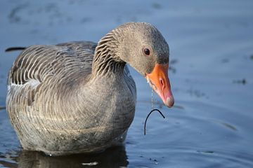 Foeragerende grauwe gans