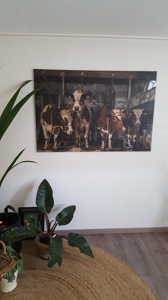 Kühe im alten Kuhstall, von Inge Jansen