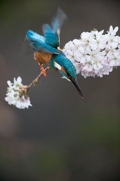 Kingfisher on cherry blossom by Jeroen Stel