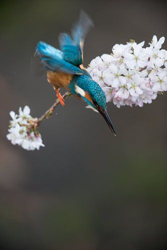 IJsvogel op kersenbloesem