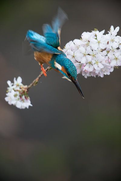 Kingfisher on cherry blossom by Jeroen Stel