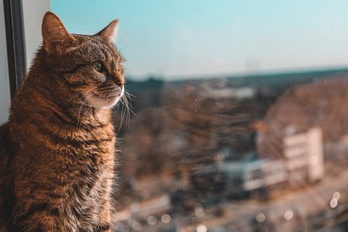 Chat fixe