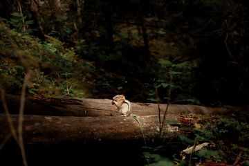 Écureuil sur un tronc d'arbre au Canada sur Kirsten van der Zee