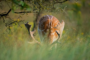 Fallow deer in a natural landscape
