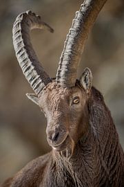 Alpensteenbock Porträt von Patrick van Os