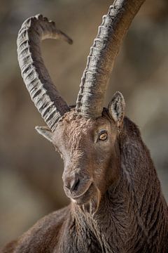 Alpensteenbok portret van Patrick van Os