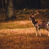 Hert met gewei van Stefanie de Boer