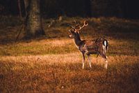 Deer with antlers