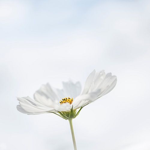 Cosmea, Summer Blues