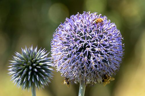 Biene besucht Disteln