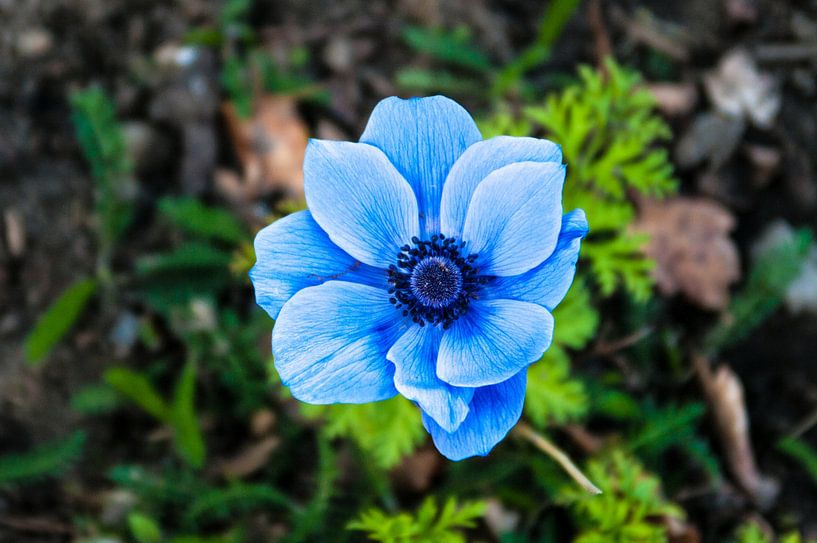Blue poppy anemone by Norbert Sülzner