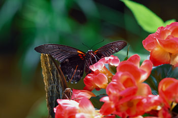 Schmetterlinge zwischen roten Blumen