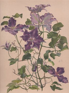 Aquarel van een clematis met grote bloemen, Alice Bailly