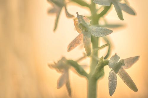 Welriekende nachtorchis (platanthera bifolia)