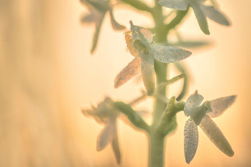 Welriekende nachtorchis (platanthera bifolia) van simone opdam