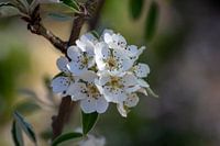Appelbloesem