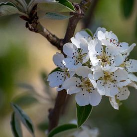 Apple Blossom by Frank Janssen