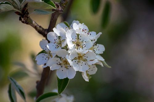 Apfelblüte