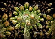 Brassica oleracea par Olaf Bruhn Aperçu