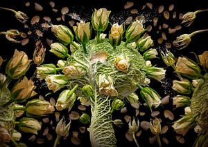 Brassica oleracea