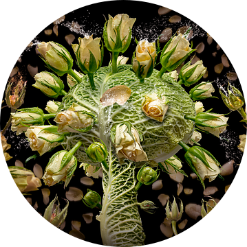 Brassica oleracea van Olaf Bruhn