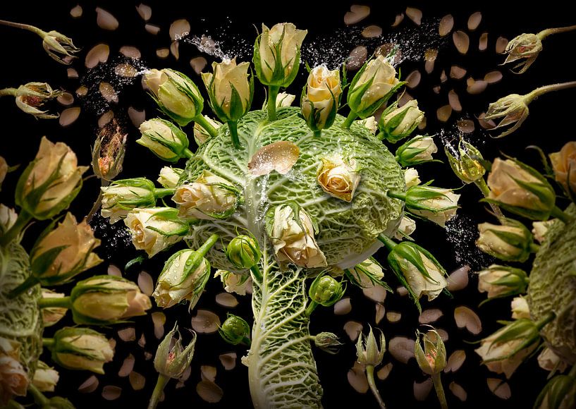 Brassica oleracea par Olaf Bruhn