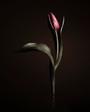 Tulp - zwevend