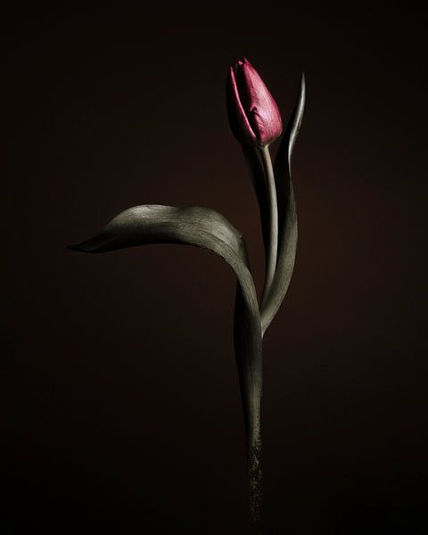 Tulip - floating by Mariska Vereijken