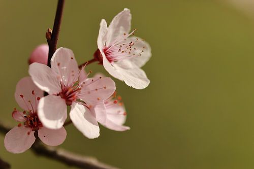 Blumen von Annet van Heijster