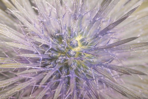 Abstract: Een distel met kleine druppeltjes water