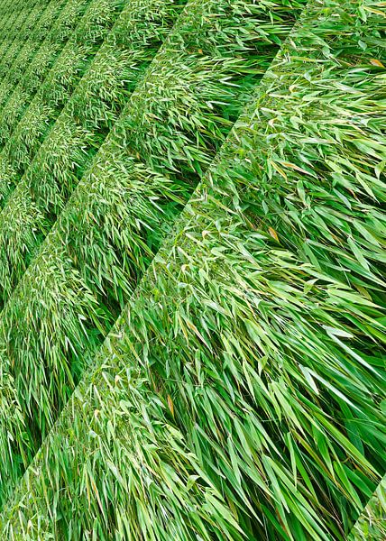 Green-leaved bamboo shrubs par Leopold Brix