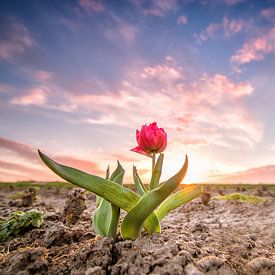 Tulp zonsondergang van Diana de Vries