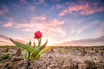 Tulp zonsondergang van Diana de Vries