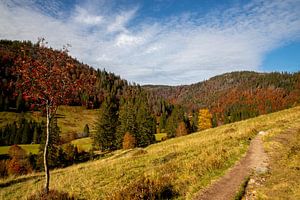 Blick ins Menzenschwander Albtal im Herbst