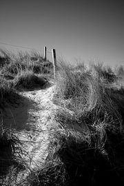 Posts in the dunes by Rick Roeven