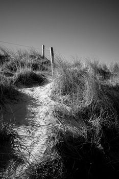 Paaltjes in de duinen op Texel